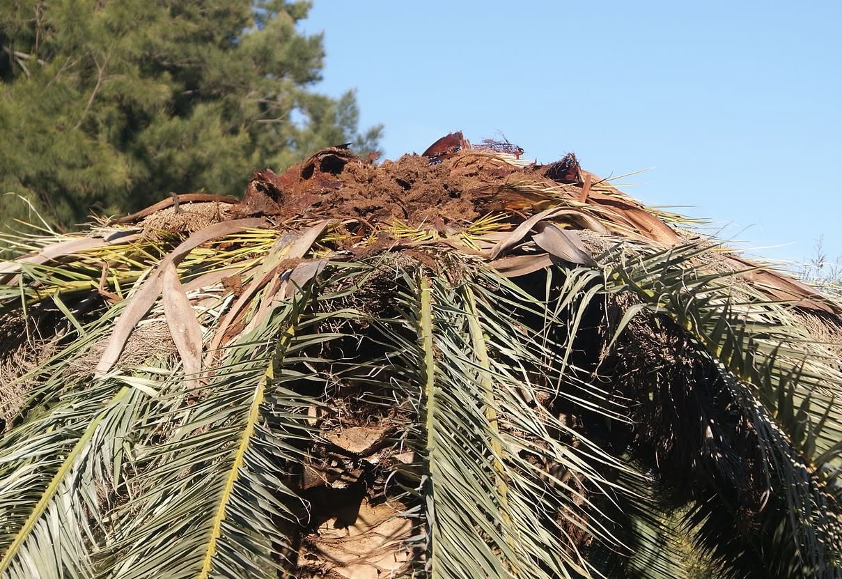 Red Palm Weevil: What Villa Owners in Andalusia Are Legally Required to Do